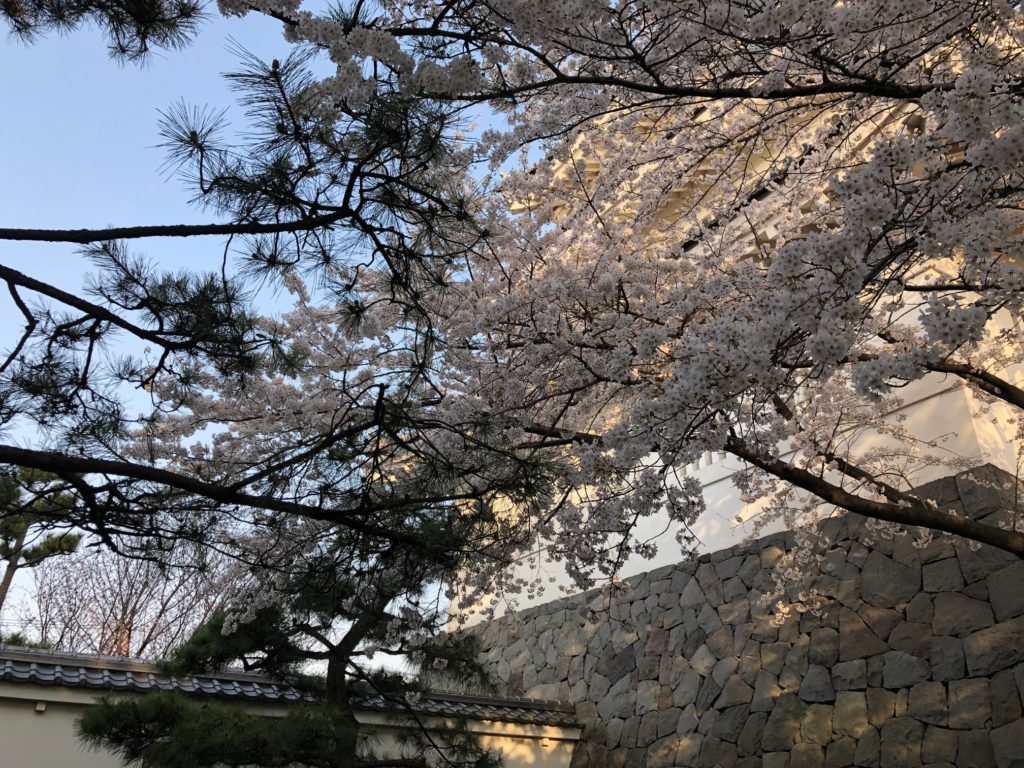 忍城と桜