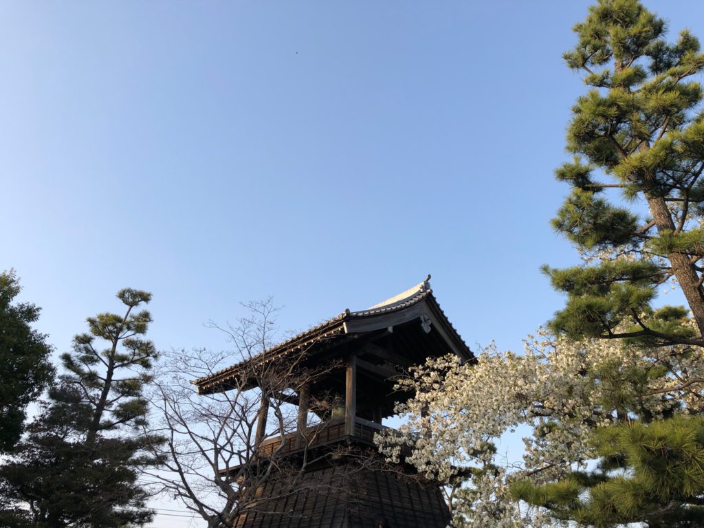 忍城の鐘と桜