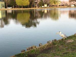 春の水城公園と謎の鳥