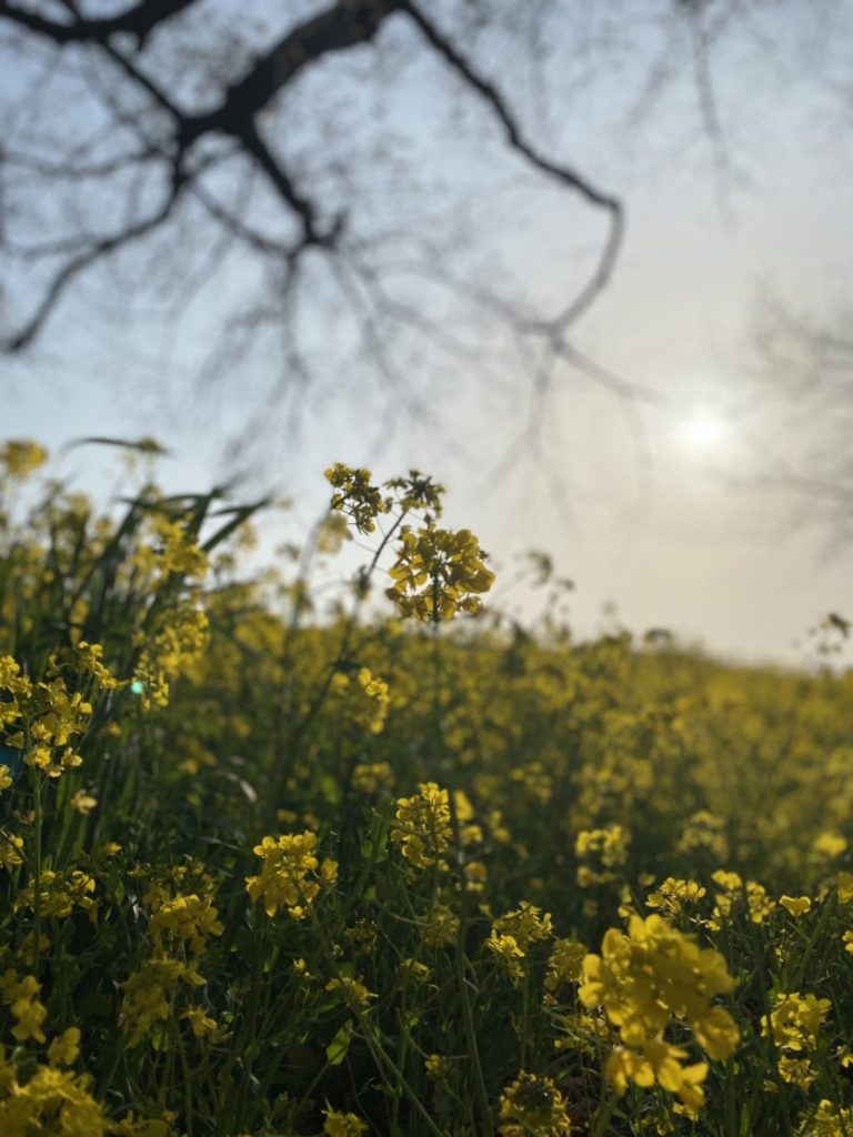 菜の花