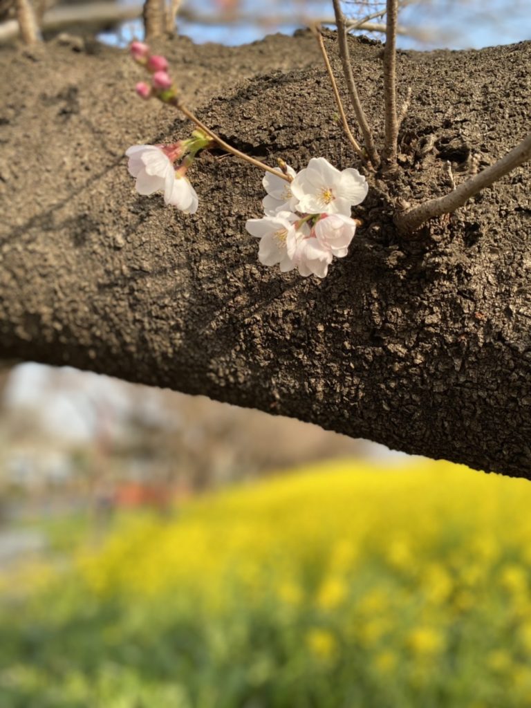 菜の花と桜