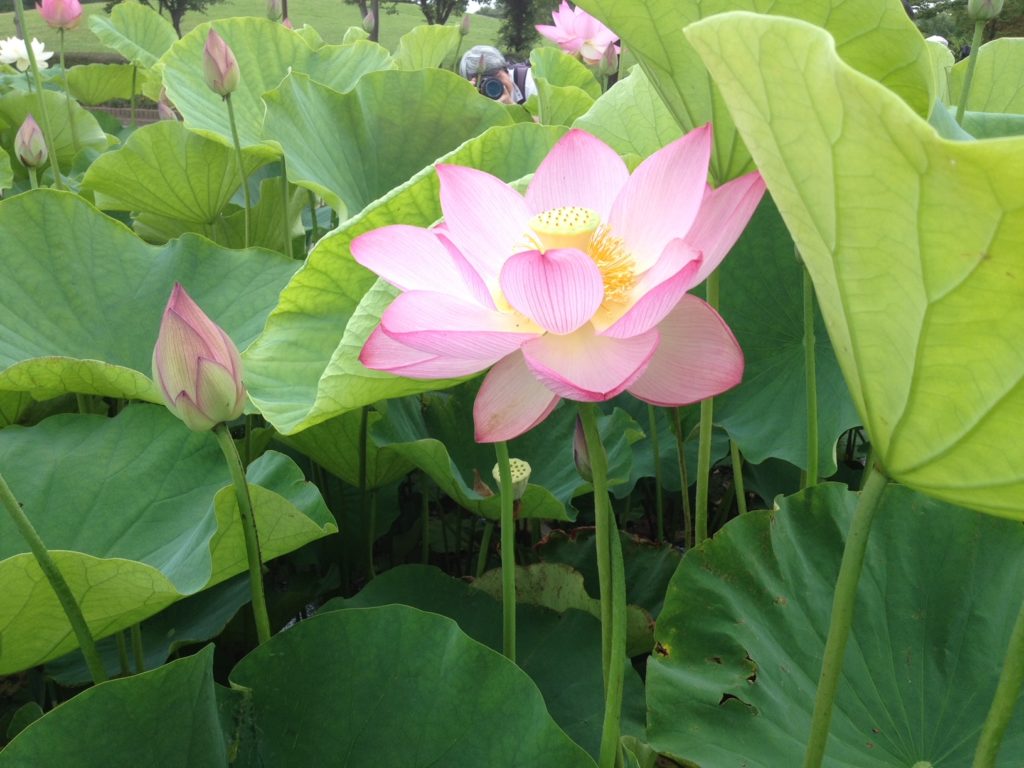 古代蓮（淡い色）