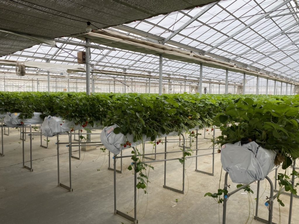 たくさんのいちご